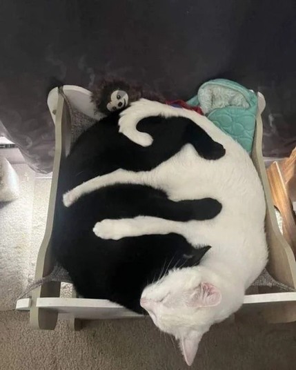a black cat and a white cat embracing each other and sleeping, their legs interlocking around each other's body
