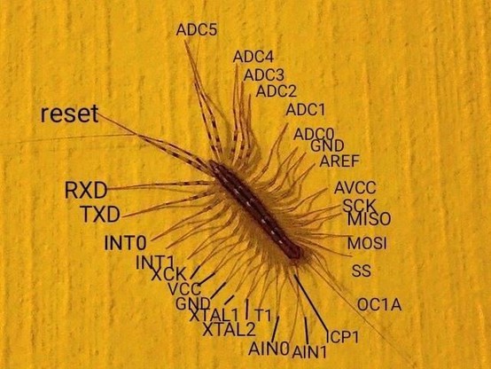 A photo of a house centipede with text labels at the end of each leg, eg. reset, RXD, TXD, INT0, INT1, XCK, VCC, GND, resembling a pinout diagram of a microchip.