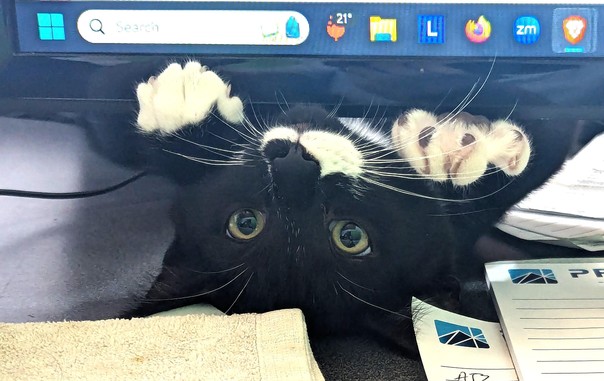 A black kitten with white paws and a white upper lip crawls upside down below the bottom of a computer screen.