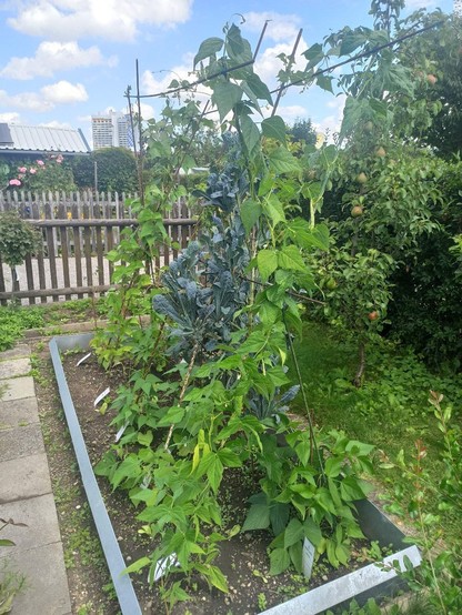 Beet mit Busch- und  Stangenbohnen. die an einem Drahtgestell hochwachsen.Dazwischen noch ein dunkelgrüner Cavolo neo oder Schwarzkohl .

Im Hintergrund Gartenzaun und am rechten Rand ein Birnbaum.