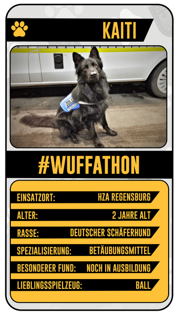 Name: Kaiti

Zollhund Kaiti sitzt vor einem Zollfahrzeug

#Wuffathon

Einsatzort: HZA Regensburg
Alter : 2 Jahre
Rasse: Deutscher Schäferhund
Spezialisierung: Betäubungsmittel
Besonderer Fund: Noch in Ausbildung
Lieblingsspielzeug: Ball