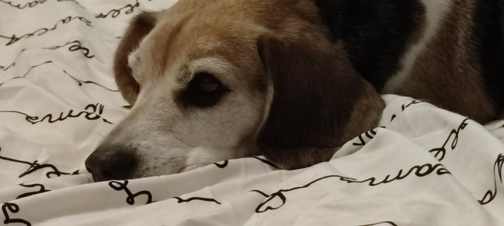 Ein Beagle liegt auf der Bettdecke ihres Frauchens