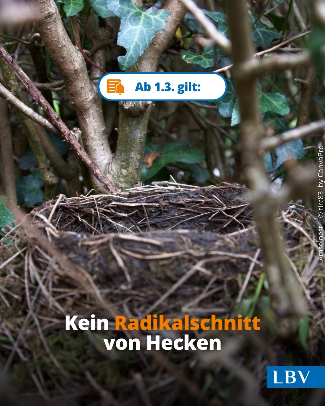 Seitliche Ansicht von einem Amselnest zwischen den Zweigen eines Efeus. Foto von tirc83. Dazu der Text: "Ab 1.3. gilt: Kein Radikalschnitt von Hecken"